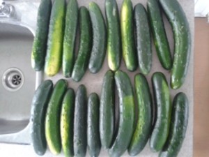 cucumbers